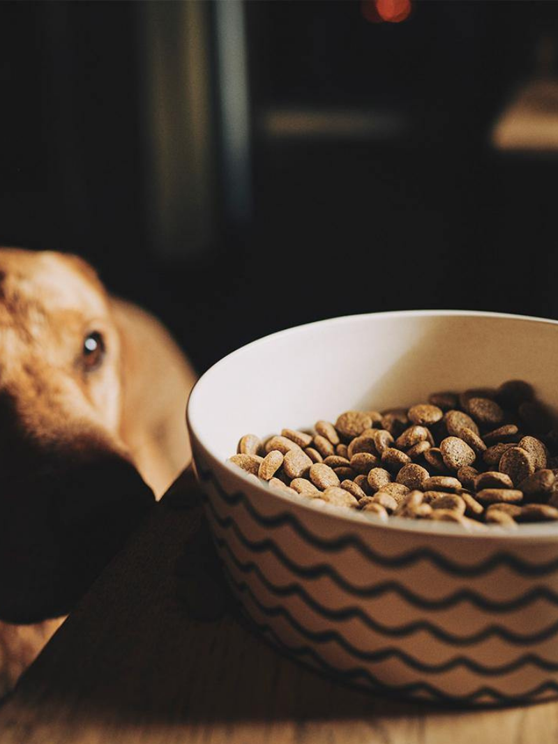 Waves Pet Bowl