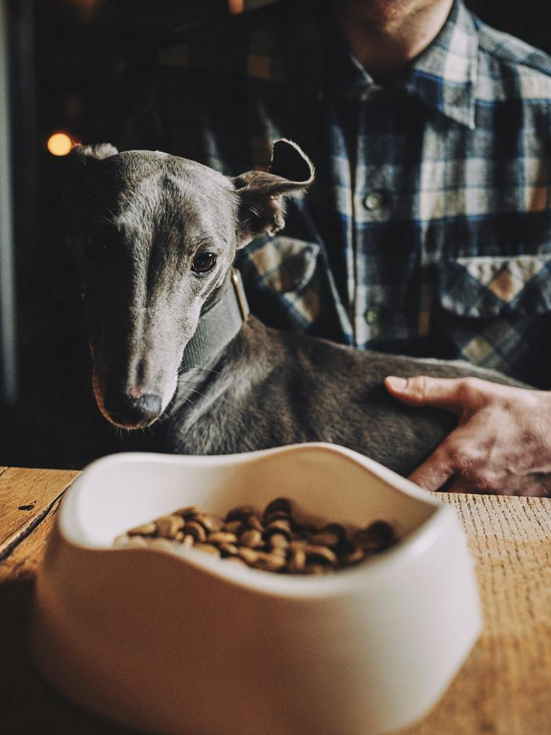 Grey Dog Bowl