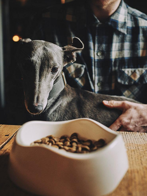 Grey Dog Bowl